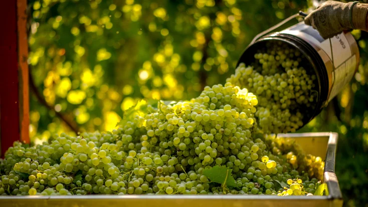 Ποικιλία Glero (Prosecco)